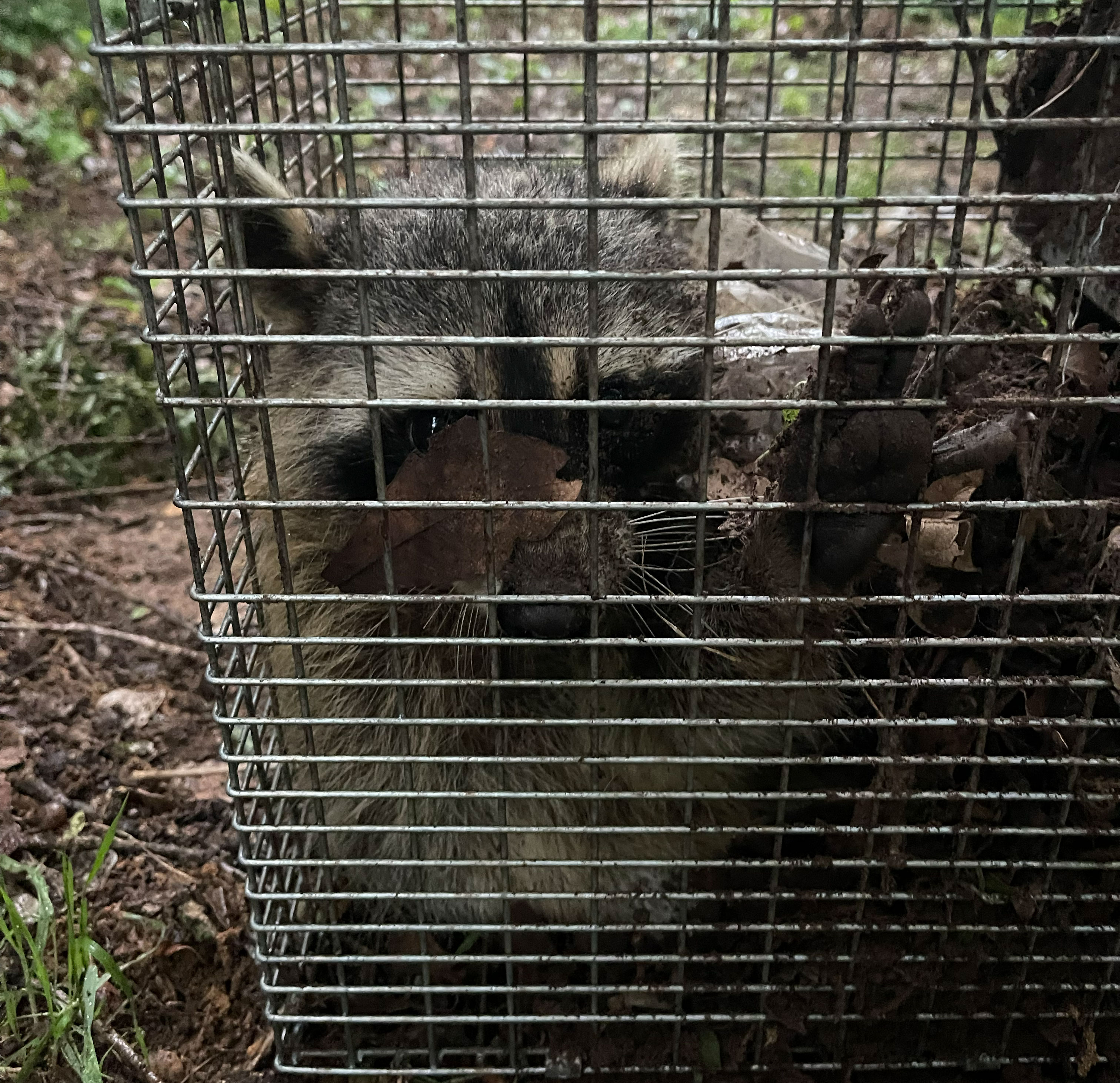 Raccoon removal